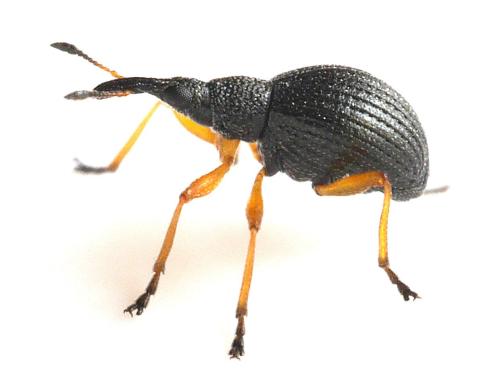Protapion fulvipes